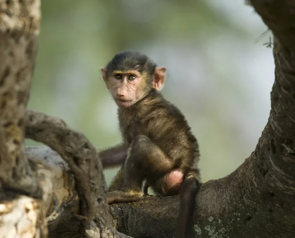 Małpa dziecko siedzi w drzewie w afri serengeti, tanzania, — Zdjęcie stockowe