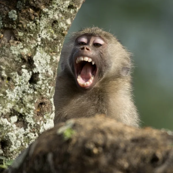 Gros plan sur le bâillement macaque, Tanzanie, Afrique — Photo