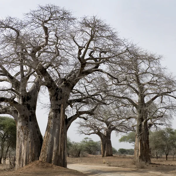 Живописный вид больших деревьев — стоковое фото