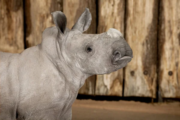 Rinoceronte blanco joven o rinoceronte de labio cuadrado - Ceratotheri — Foto de Stock