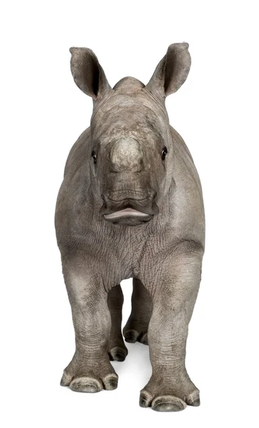 Młody biały nosorożec lub placu nosorożec - simum simum simum (2 miesiące) — Zdjęcie stockowe