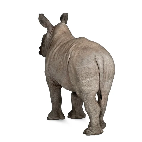 Young White Rhinoceros or Square-lipped rhinoceros - Ceratotherium simum (2 months old) — Stock Photo, Image