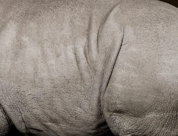 Rinoceronte bianco giovane o rinoceronte dalla forma quadrata - Ceratotherium simum — Foto Stock