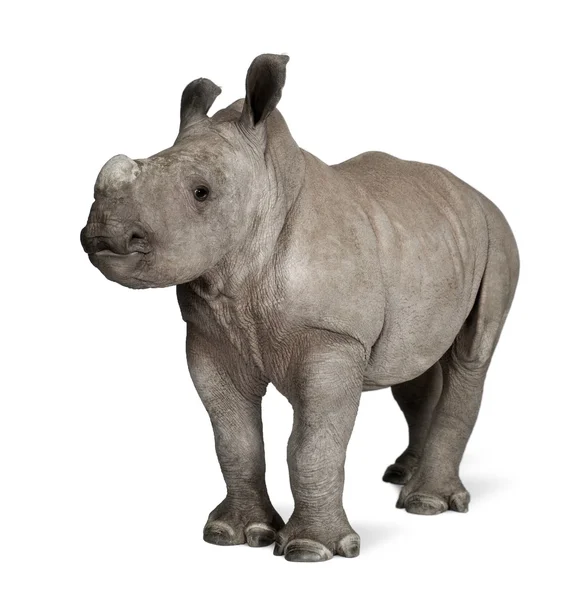 Молодий Білий носоріг або Квадратний носоріг - Ceratotherium simum (2 місяці) ) — стокове фото