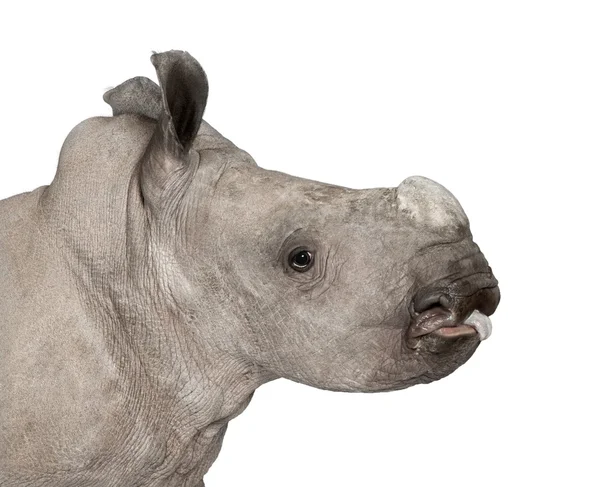 Mladé bílé nosorožce nebo náměstí rty nosorožce - Ceratotherium simum (2 měsíce starý) — Stock fotografie