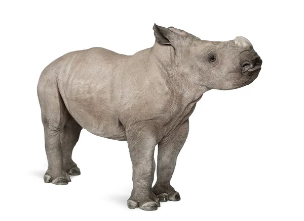 Rinoceronte branco ou rinoceronte de lábios quadrados - Ceratotherium simum (2 meses de idade ) — Fotografia de Stock