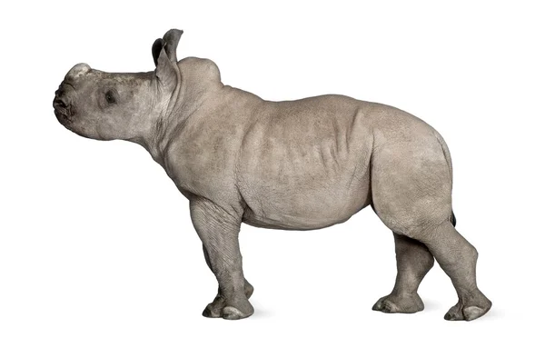 Unga vita noshörningar eller Square-lipped noshörningar - Ceratotherium simum (2 månader gammal) — Stockfoto
