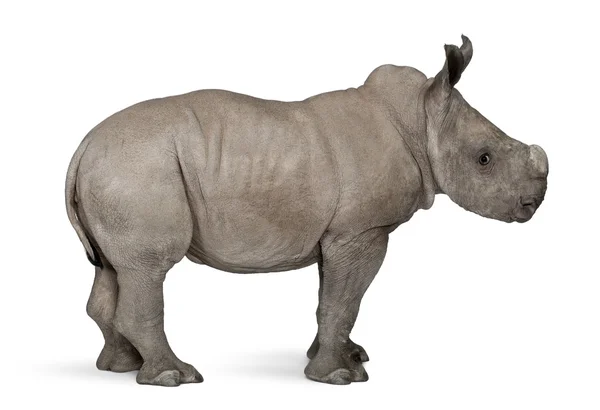 Rinoceronte blanco joven o rinoceronte de labio cuadrado - Ceratotherium simum (2 meses de edad ) —  Fotos de Stock