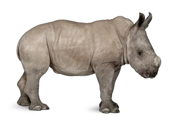 Rinoceronte blanco joven o rinoceronte de labio cuadrado - Ceratotherium simum (2 meses de edad ) —  Fotos de Stock