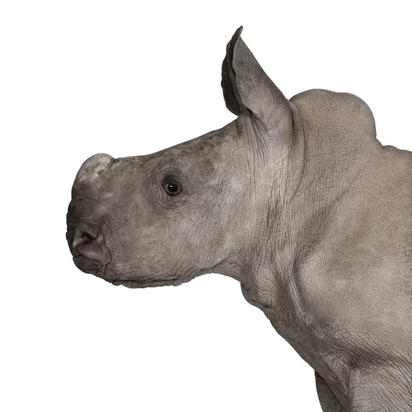 Fiatal fehér orrszarvú vagy tér ajkú orrszarvú - Ceratotherium simum (2 hónapos) — Stock Fotó