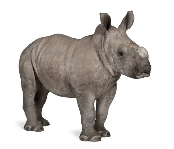 Unga vita noshörningar eller Square-lipped noshörningar - Ceratotherium simum (2 månader gammal) — Stockfoto