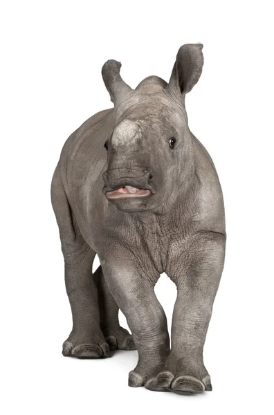 Mladé bílé nosorožce nebo náměstí rty nosorožce - Ceratotherium simum (2 měsíce starý) — Stock fotografie