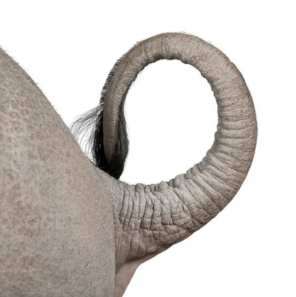 若いホワイト サイまたはスクエア リップ サイ - Ceratotherium シロ (2 ヶ月古い) — ストック写真