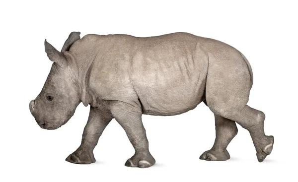 Rinoceronte bianco giovane o rinoceronte dalla forma quadrata - Ceratotherium simum (2 mesi) ) — Foto Stock