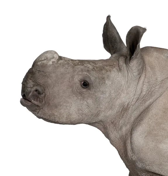 Rinoceronte branco ou rinoceronte de lábios quadrados - Ceratotherium simum (2 meses de idade ) — Fotografia de Stock