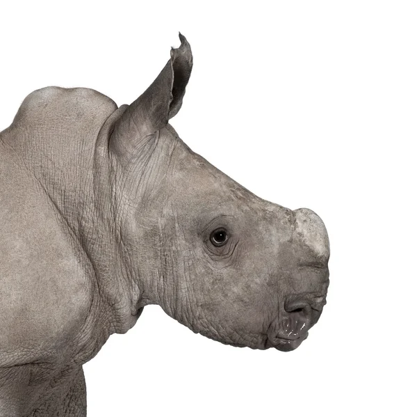 Młody biały nosorożec lub placu nosorożec - simum simum simum (2 miesiące) — Zdjęcie stockowe