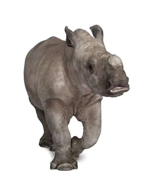Rinoceronte branco jovem ou rinoceronte de lábios quadrados - Ceratotherium simum — Fotografia de Stock
