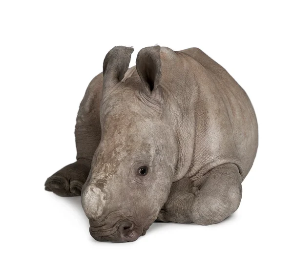 Unga trubbnoshörning eller square-lipped noshörningar - ceratotherium simum — Stockfoto