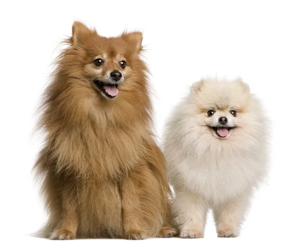 Two Spitz, 4 and 7 years old, in front of white background, studio shot — Stock Photo, Image