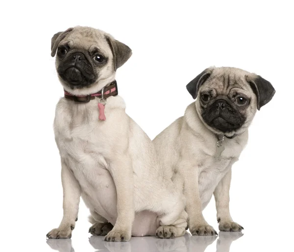 Two pug puppies, 3 and 4 months old, sitting in front of white background — Stock Photo, Image