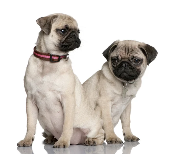 Two pug puppies, 3 and 4 months old — Stock Photo, Image
