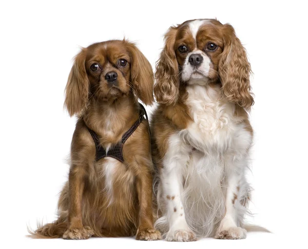 Two Cavalier King Charles Spaniels, 1 and 3 years old, sitting in front of white background — Stock Photo, Image