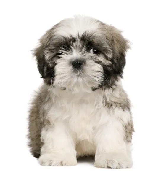 Shih tzu puppy, 9 weeks old, sitting in front of white background — Stock Photo, Image