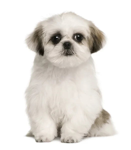 Shih tzu puppy, 4 měsíce starý, sedící před bílým pozadím — Stock fotografie