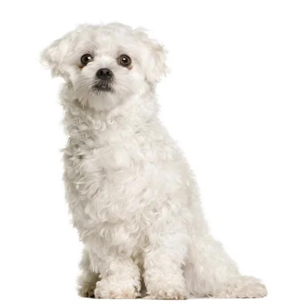 Maltese dog, 1 year old, sitting in front of white background, studio shot — Stock Photo, Image