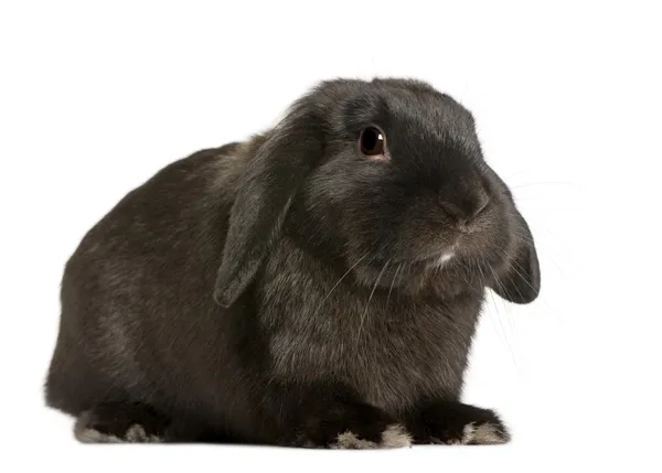 Lop rabbit, 18 meses, delante de fondo blanco, filmado en estudio — Foto de Stock