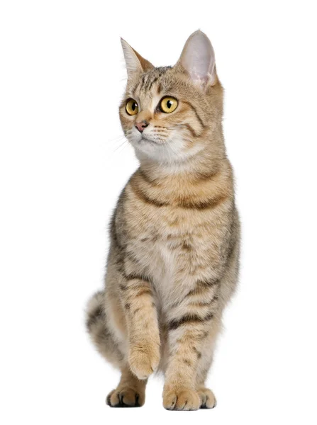 Young Bengal cat, 7 months old, standing in front of white background, studio shot — Stock Photo, Image