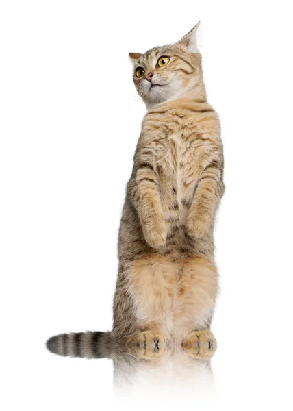 Young Bengal cat, 7 months old, standing in front of white background, studio shot — Stock Photo, Image