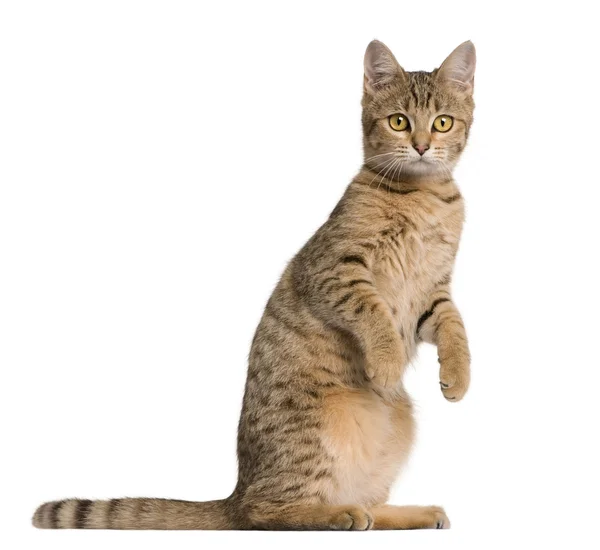 Young Bengal cat, 7 months old, standing in front of white backg — Stock Photo, Image