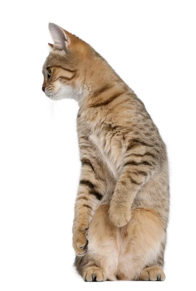 젊은 벵골 고양이, 흰색 배경, 촬영 스튜디오 앞에 서 있는 7 개월 된, — 스톡 사진