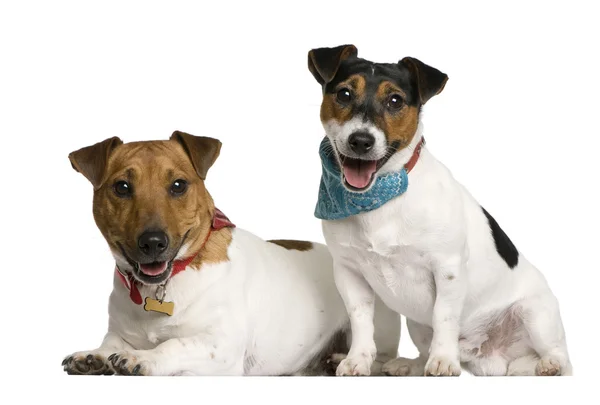 stock image Two Jack Russell Terriers sitting in front of white background,
