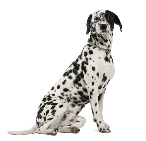 Dalmaçyalı köpeğin, 18 ay yaşlı, beyaz arka plan, stüdyo çekim oturan — Stok fotoğraf