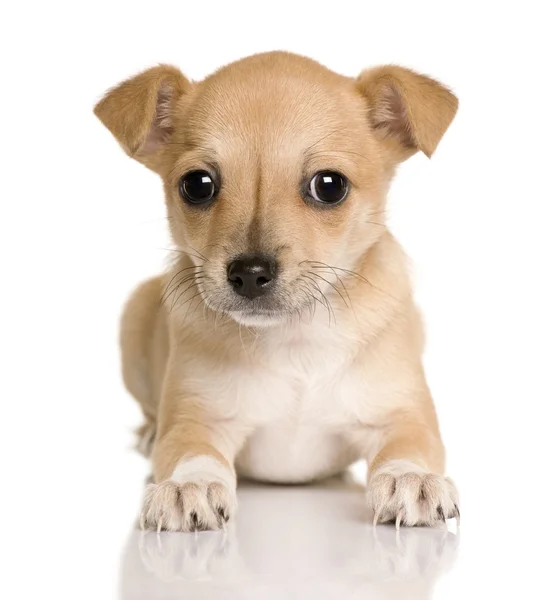 Chihuahua pup, 4 maanden oud, witte achtergrond, studio schoot zit — Stockfoto