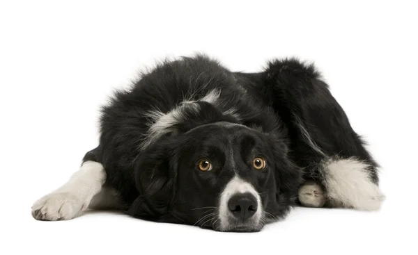 Border collie, 7 months old, sitting in front of white background, studio shot — Stock Photo, Image