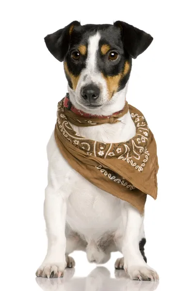 Jack Russell Terrier, 18 mesi, indossa una bandana davanti allo sfondo bianco — Foto Stock