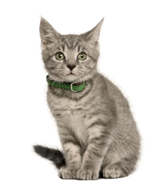 Kitten European cat, 3 months old, sitting in front of white background — Stock Photo, Image