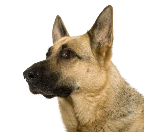 Alman çoban köpeği, 9 yaşında beyaz arka, yakın çekim — Stok fotoğraf
