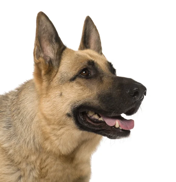 Close-up af Schæferhund, 9 år, foran hvid ryg - Stock-foto