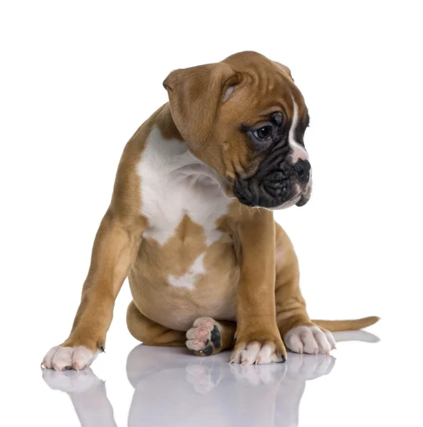 Cucciolo Boxer, 2 mesi, seduto davanti a uno sfondo bianco, ripresa in studio — Foto Stock