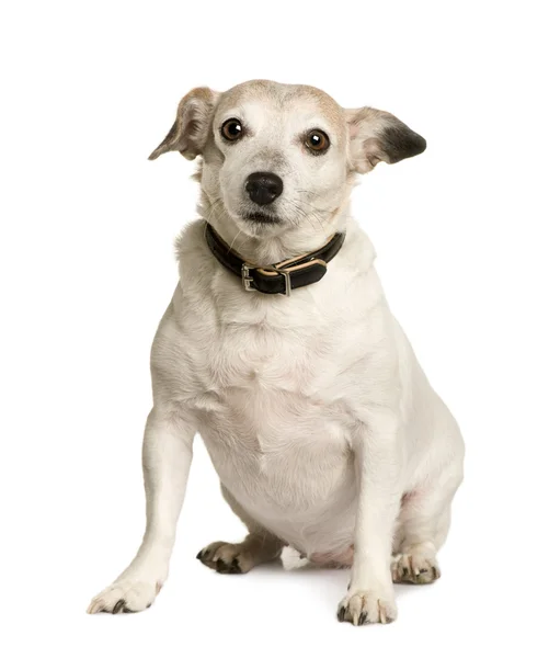 Oude kruising met een jack russell terrier, 8 jaar oud, zit op witte achtergrond — Stockfoto
