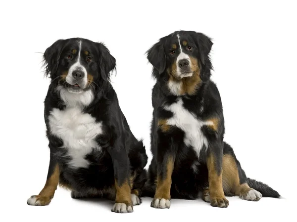 Dwa Berneńskie psy górskie 2 lata i 7 miesięcy, siedząc w f — Zdjęcie stockowe