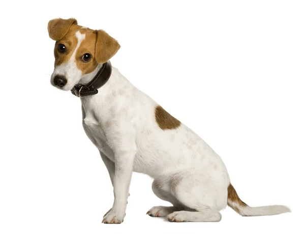 Jack Russell Terrier, 1 year old, sitting in front of white background, studio shot — Stock Photo, Image