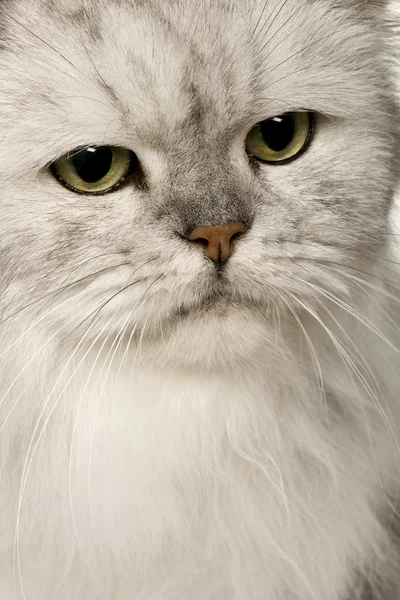 Old Silver Persian cat, 12 years old — Stock Photo, Image