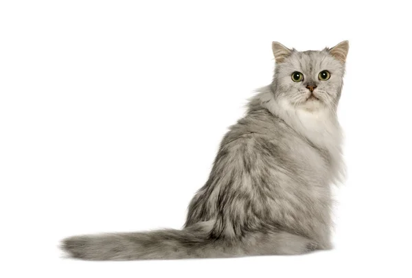 Viejo gato persa de plata, 12 años, sentado delante de blanco — Foto de Stock