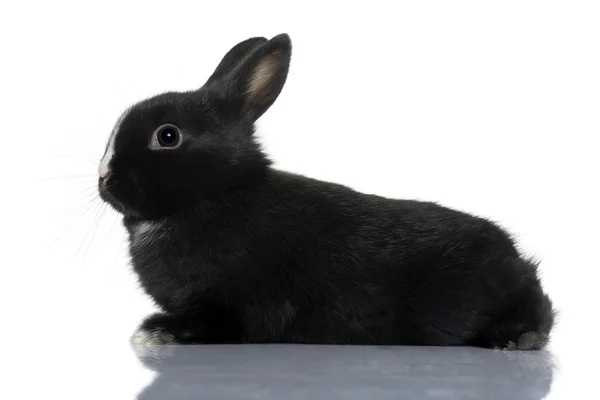 Coniglio bambino nero seduto di fronte a sfondo bianco, colpo in studio — Foto Stock