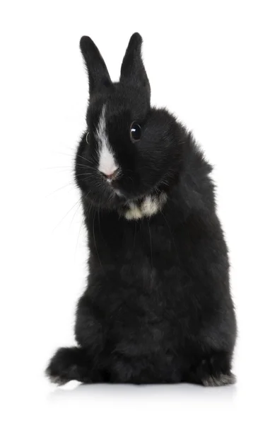 Schwarzes Kaninchenbaby sitzt vor weißem Hintergrund, Studioaufnahme — Stockfoto